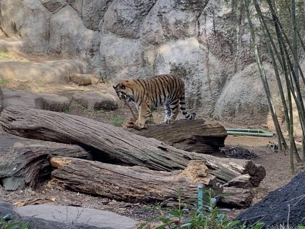 浜松市動物園