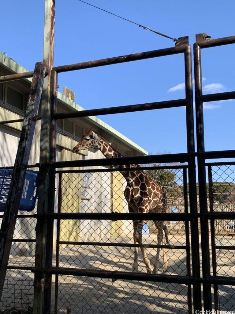 浜松市動物園