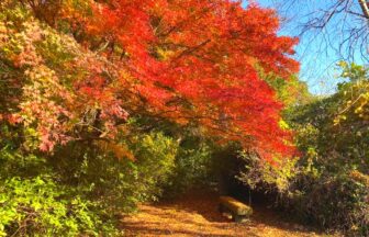 鳥羽山公園紅葉