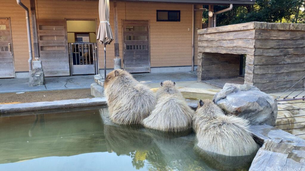 日本平動物園