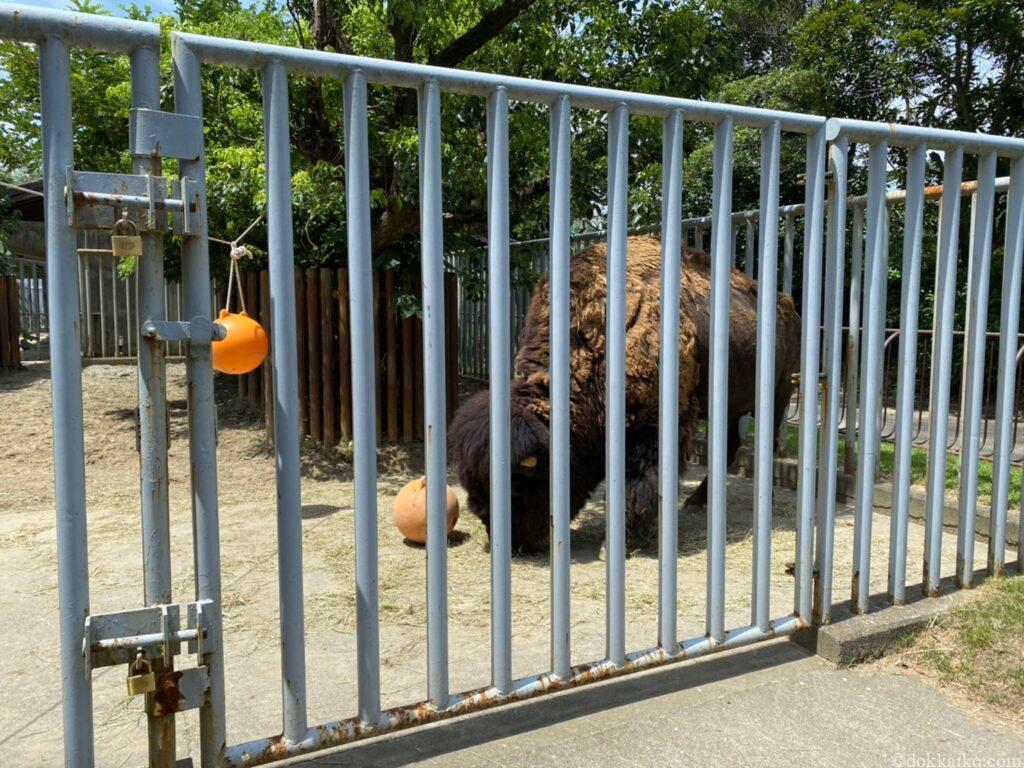 浜松市動物園