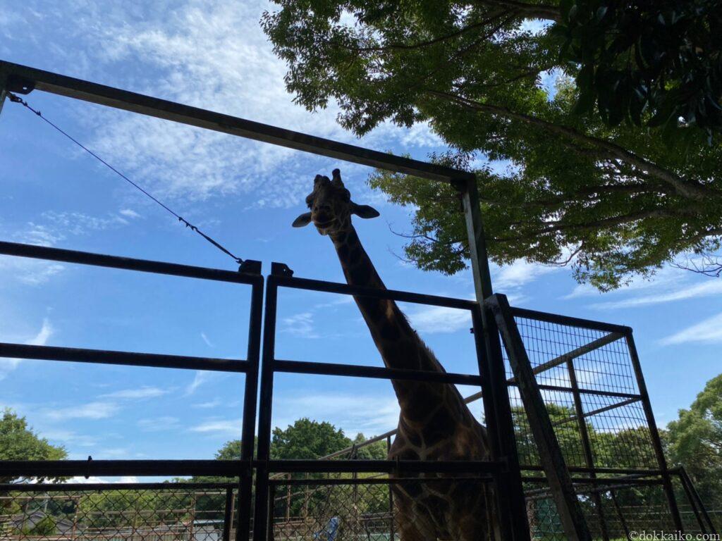 浜松市動物園