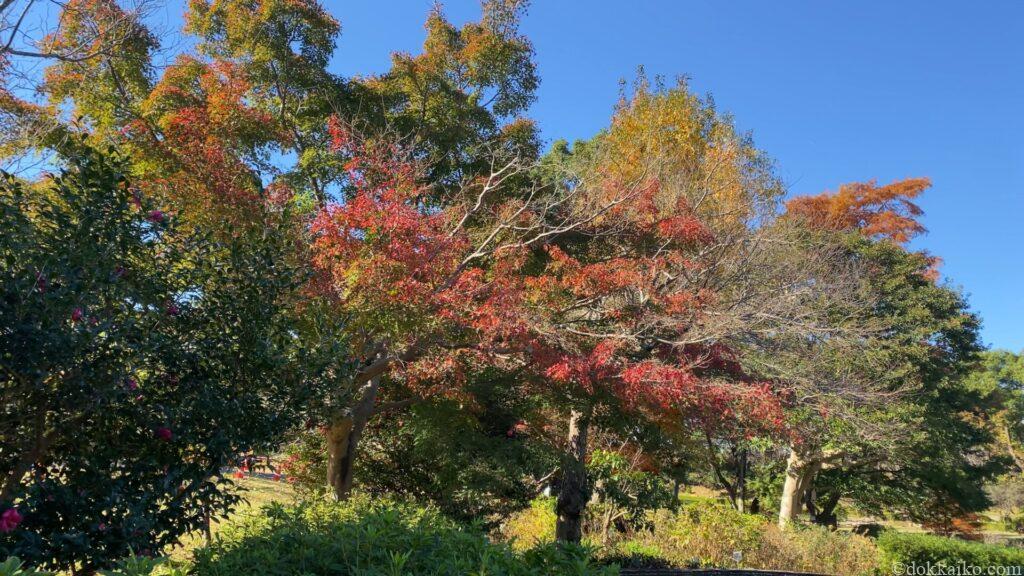 みどりーな・紅葉