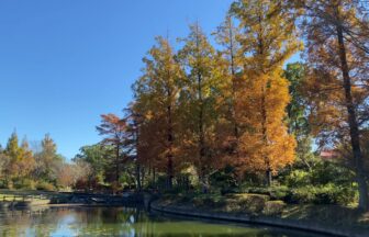 みどりーな・紅葉