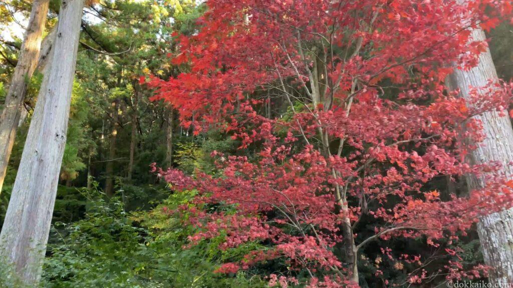 法多山・もみじまつり