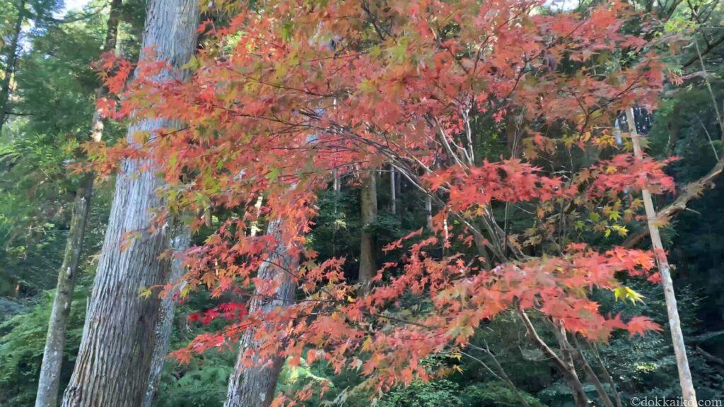 法多山・もみじまつり