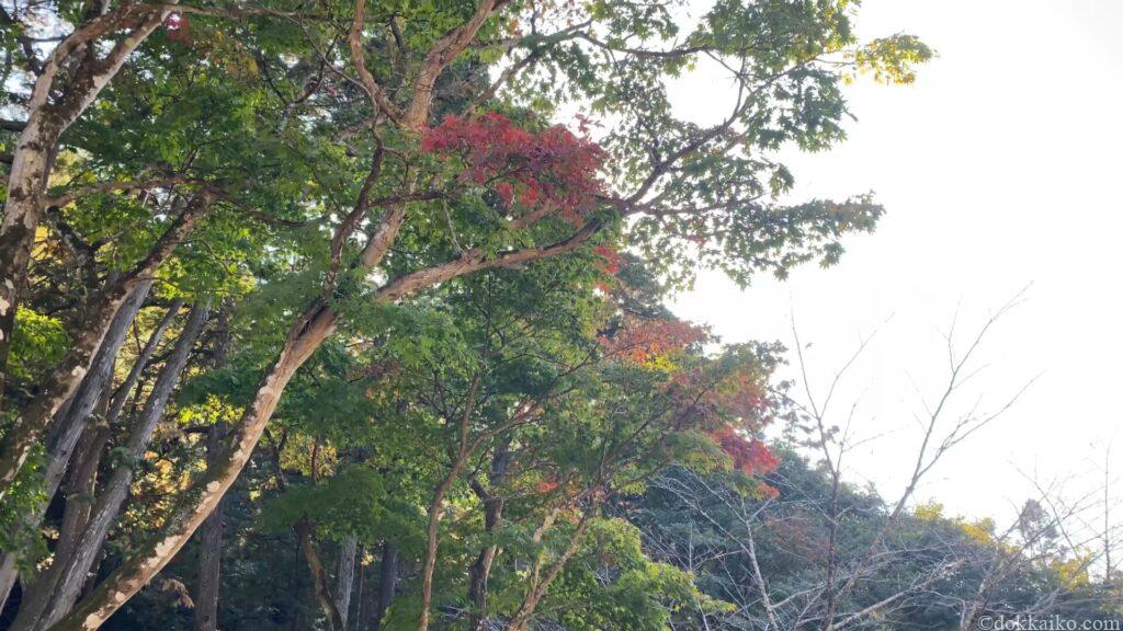 法多山・もみじまつり