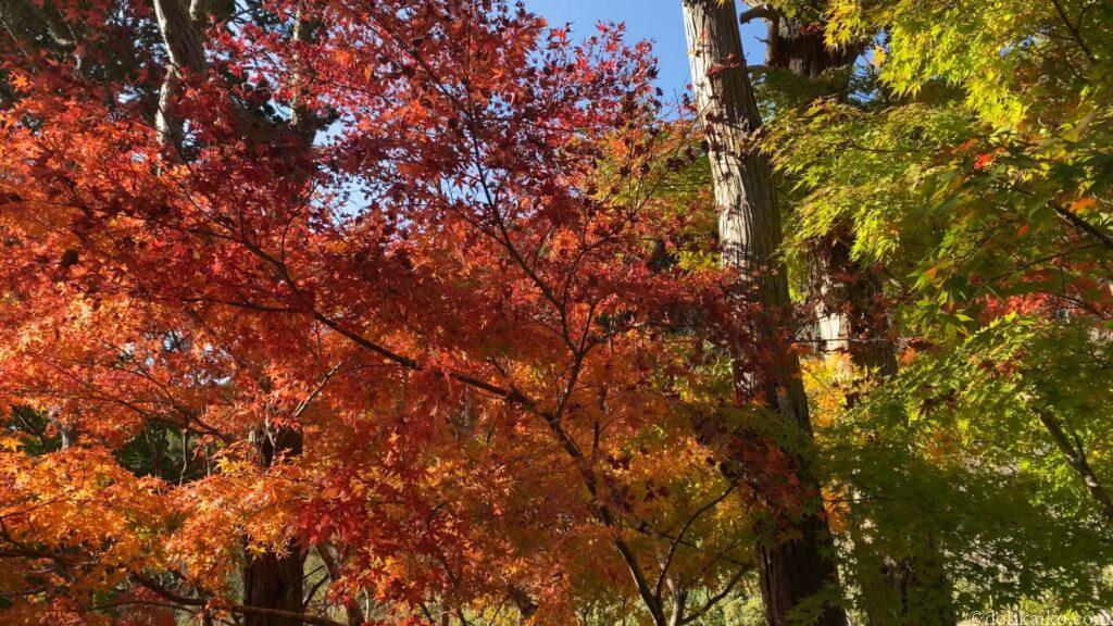 法多山・もみじまつり
