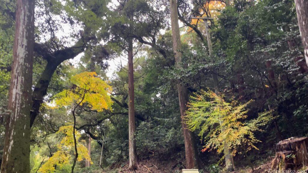 油山寺紅葉