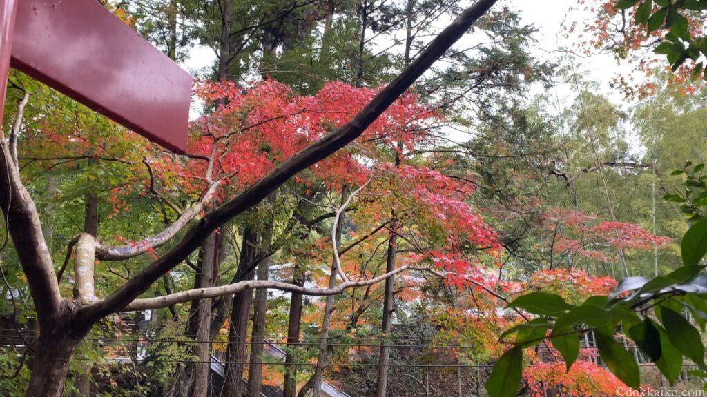 油山寺紅葉