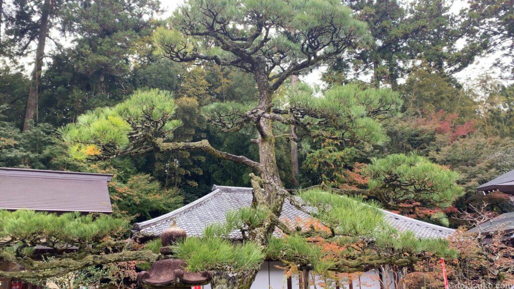 油山寺紅葉