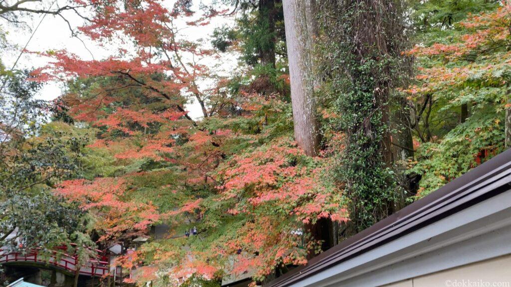 油山寺紅葉
