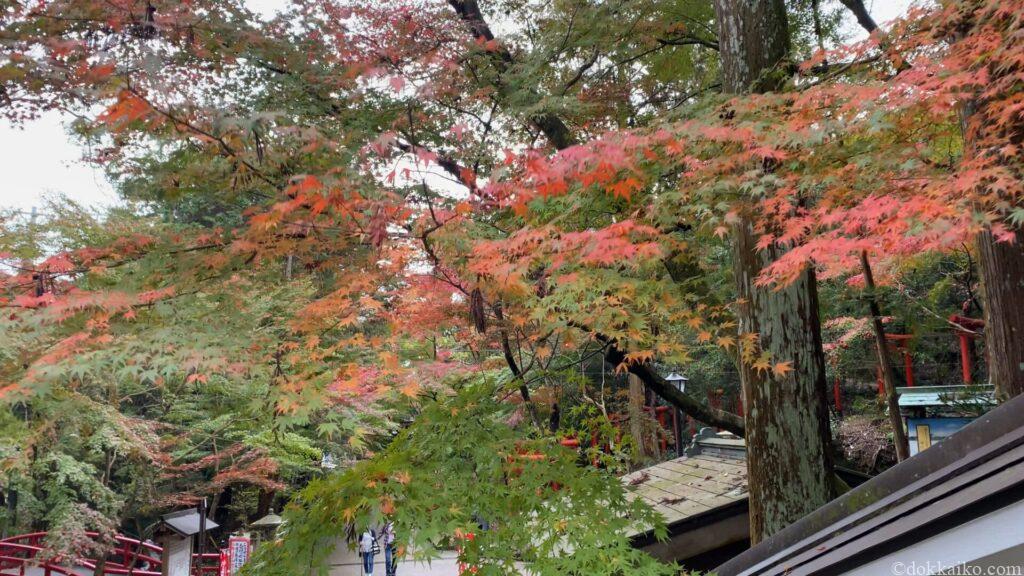 油山寺紅葉