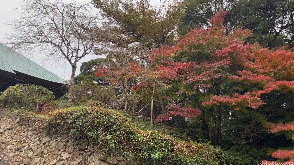 油山寺紅葉