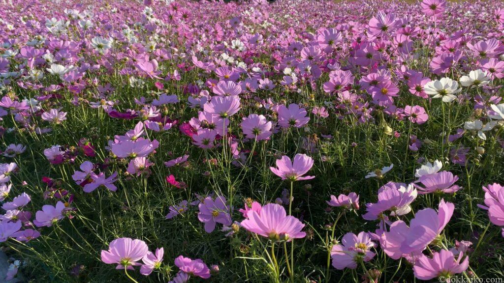 浜名湖ガーデンパーク