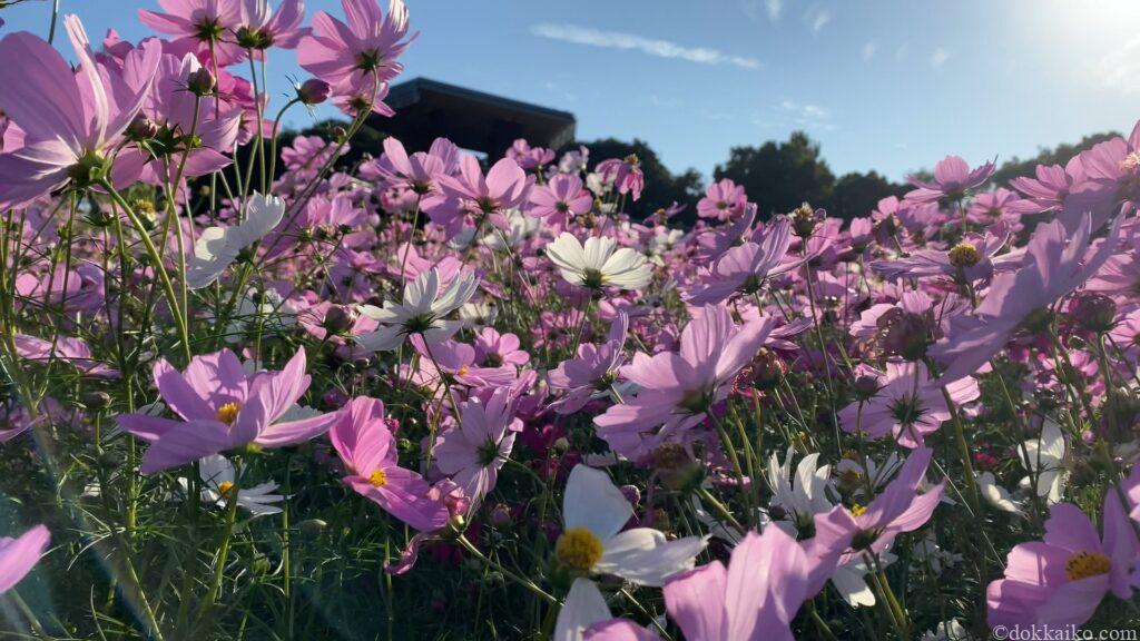 浜名湖ガーデンパーク
