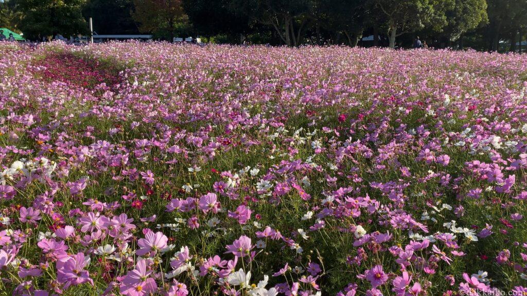 浜名湖ガーデンパーク